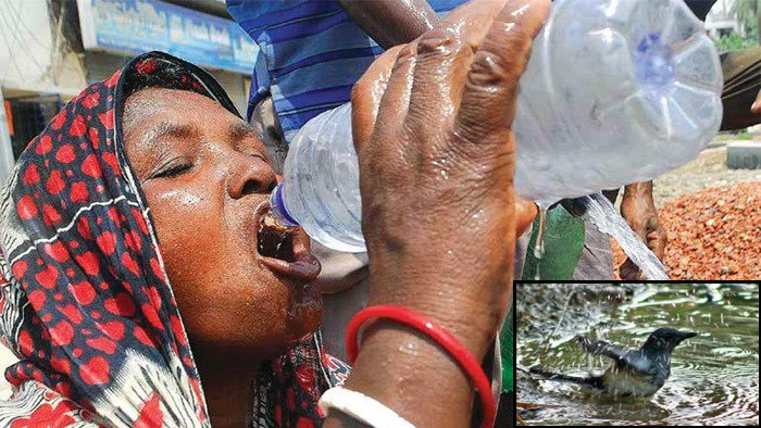 রাজশাহীর তাহেরপুরে তাপদাহে পশুপাখি ও মানুষের জীবন দুর্বিষহ