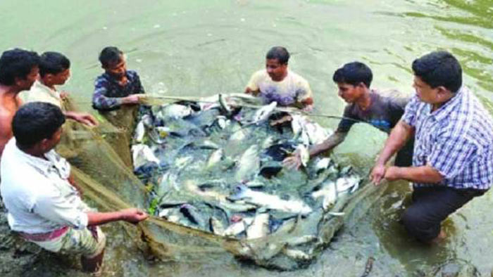 রাজশাহীতে পানি ও বিদ্যুৎ সংকটে মৎস্যচাষীরা