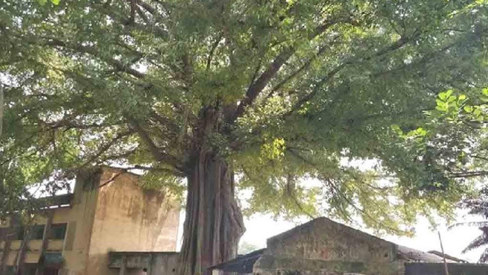 তাহেরপুরের তিনশত বছরের বৃক্ষের নাম আজো অজানা