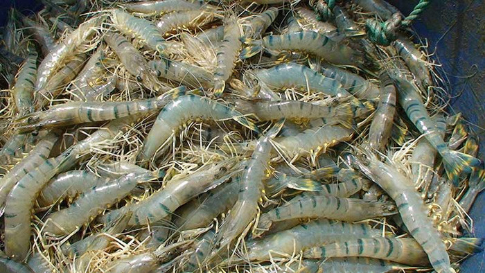 সাতক্ষীরায় চিংড়ি উৎপাদনের লক্ষ্য মাত্রা