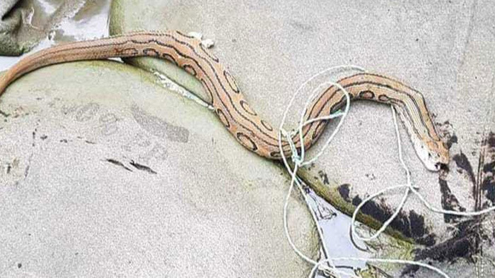 লক্ষ্মীপুরে দেখা মিলল রাসেল’স ভাইপার!