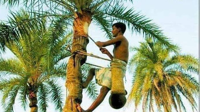 খেজুর গাছ পরিচর্যায় ব্যস্ত সাতক্ষীরার গাছি'রা