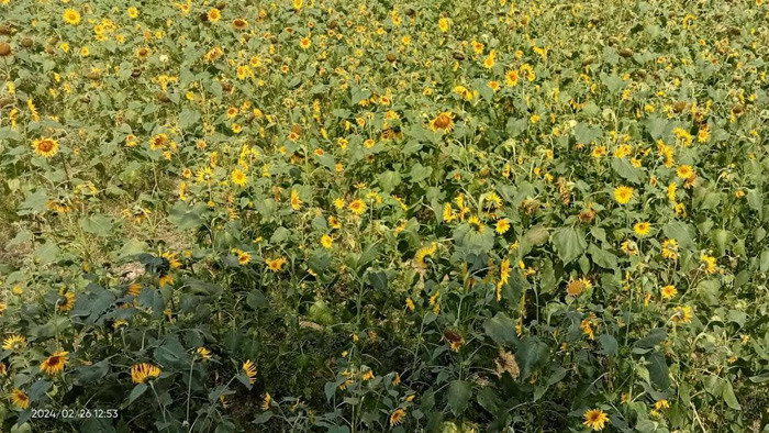 গোপালগঞ্জে পতিত জমিতে সূর্যমুখী ফুলের চাষ