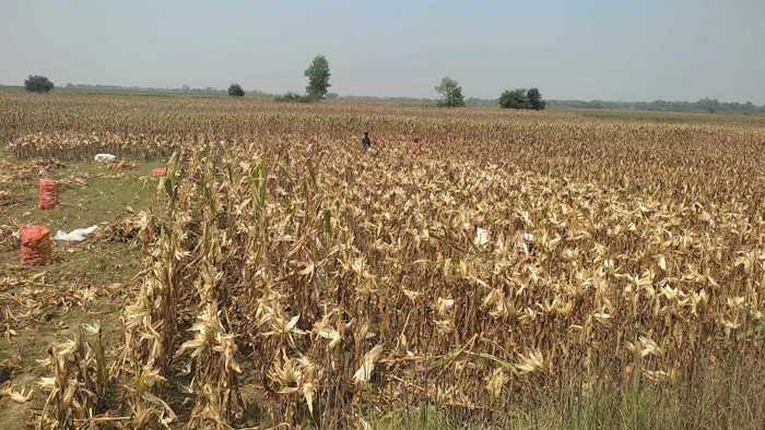 ফরিদপুরের পদ্মা চরে বাম্পার ভুট্টা ফলন, বিক্রি হবে প্রায় কোটি টাকা