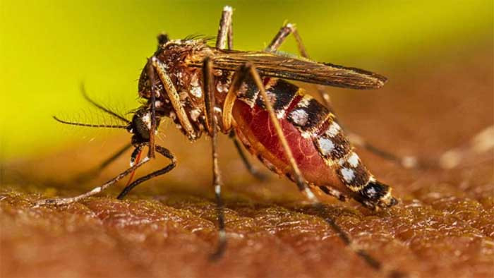 ডেঙ্গু: ২৪ ঘন্টায় মৃত্যু আট, হাসপাতালে ভর্তি ১৭৩৩ জন