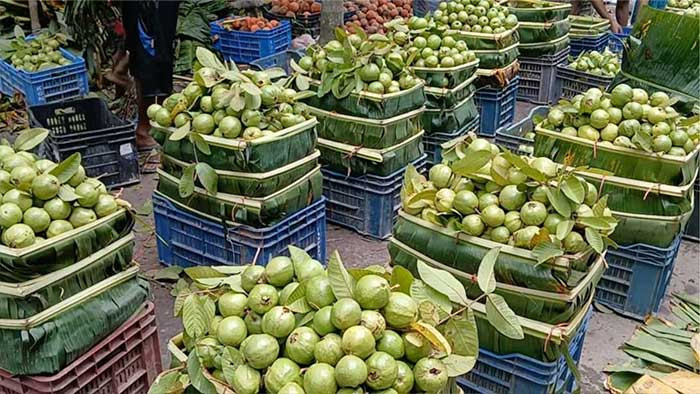 ঝালকাঠির পেয়ারা চড়া দামে বিক্রি; উদ্যোক্তাদের মুখে হাসি