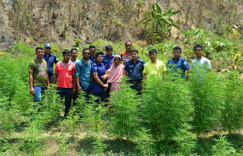 লামায় ফসলের ক্ষেতের আড়ালে গাঁজা চাষ!